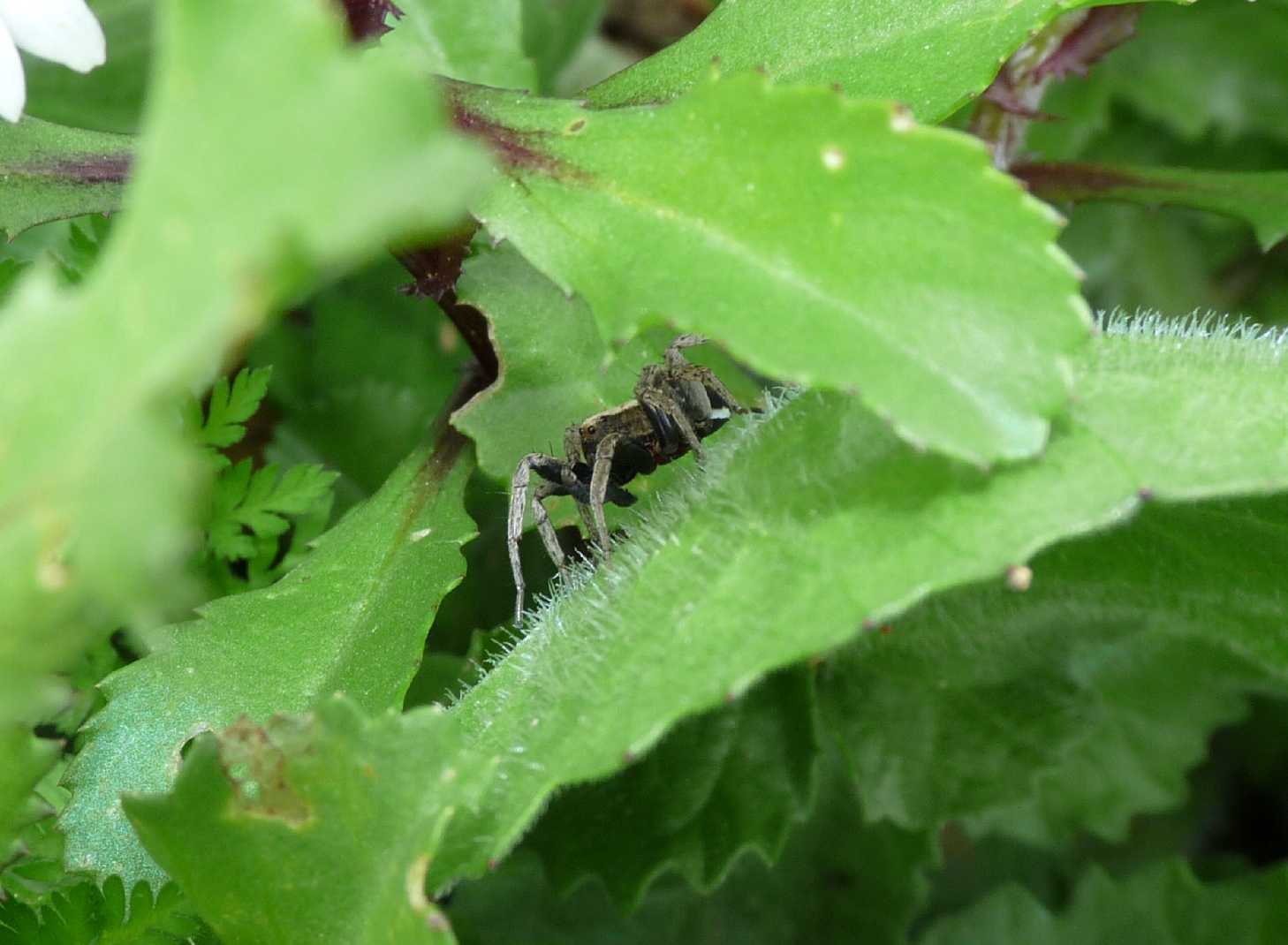 Alopecosa albofasciata maschio e femmina - Tolfa (RM)